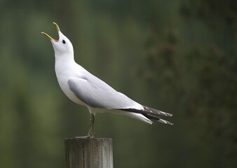 Common gull (Larus canus) calling, Finland, Europe