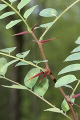 Leaves and thorns of an Acacia (Acacia), Hungary, Europe