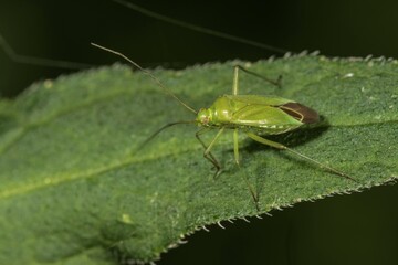 Calocoris affinis (Calocoris affinis), on a leaf, Baden-Württemberg, Germany, Europe