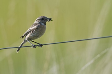 European stonechat (Saxicola rubicola), female with food in her beak, Emsland, Lower Saxony, Germany, Europe