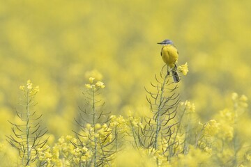Yellow wagtail (Motacilla flava) sits on rape blossom in rape field, Emsland, Lower Saxony, Germany, Europe