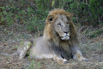 Lion (Panthera leo), male in bushes, Khwai region, North-West District, Okavango Delta, Botswana, Africa