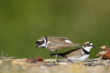 Little ringed plover (Charadrius dubius), courtship couple at the nesting hole, courtship ritual at the nest, Biosphere Reserve Middle Elbe, Dessau-Roßlau, Saxony-Anhalt, Germany, Europe