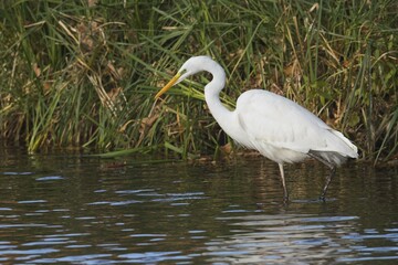 Great egret (Casmerodius albus), running in water, food search, Emsland, Lower Saxony, Germany, Europe