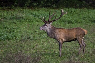 Stag (Cervus elaphus), stag flehming, Arnsberg Forest, North Rhine-Westphalia, Germany, Europe