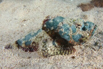 Juvenile Humphead Dragonhead (Scorpaenopsis diabolus), Dive Site House Reef, Mangrove Bay, El Quesir, Egypt, Red Sea, Africa