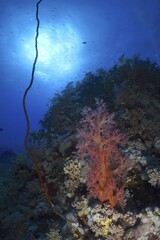 Hemprich's tree coral (Dendronephthya hemprichi) in the backlight, Shaab Claudia reef dive site, Red Sea, Egypt, Africa © Rolf von Riedmatten/imageBROKER