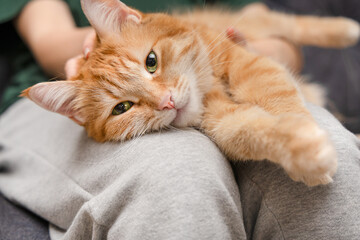 Ginger cat lies on his owner's lap