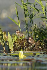 Black tern (Chlidonias niger), two chicks in their nest, Nature Park Peental, Mecklenburg-Western Pomerania, Germany, Europe