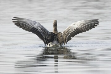 Greylag goose (Anser anser) in the water, rear view, spread wings, Hesse, Germany, Europe