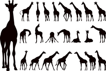 giraffes in different poses set black silhouette vector