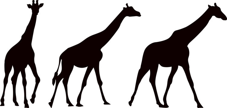 giraffes walking black silhouette vectogiraffes walking black silhouette vectorr