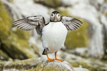 Puffin (Fratercula arctica), Farne Islands, Northumberland, England, United Kingdom, Europe