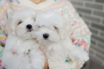 Cute puppies of the Maltipoo breed are resting in the arms of a girl on beautiful home. Beloved pet in the natural atmosphere.