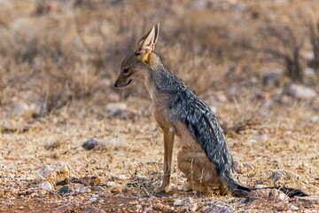 Black-backed jackal (Canis mesomelas) sitting attentively, Samburu National Reserve, Kenya, Africa