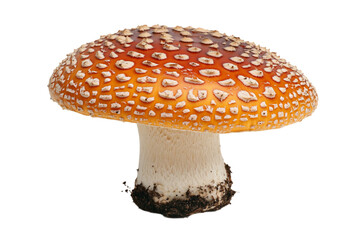 Obraz premium Close Up of an Orange and Brown Spotted Mushroom Against a Black