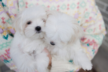 Cute puppies of the Maltipoo breed are resting in the arms of a girl on beautiful home. Beloved pet in the natural atmosphere.
