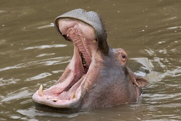 Hippopotamus (Hippopotamus amphibius) with a wide open mouth, Massai Mara, Kenya, Africa