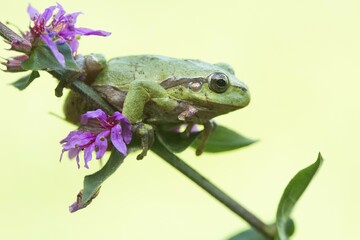 Tree frog (Hyla arborea), sits on Purple loosestrife (Lythrum salicaria), North Rhine-Westphalia