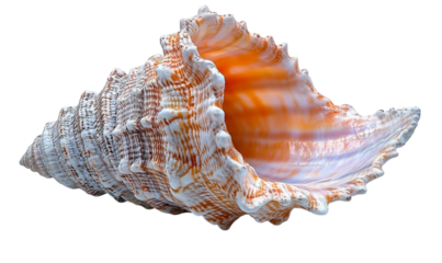 Close Up of an Orange and White Spiral Seashell Against Black Ba