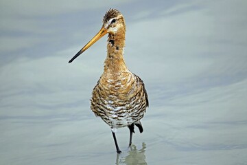 Black-tailed Godwit (Limosa limosa), Burgenland, Austria, Europe