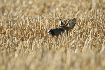 Roe Deer (Capreolus capreolus), buck in a wheat field, Lower Austria, Austria, Europe