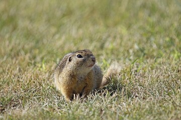 European ground squirrel (Spermophilus citellus), Burgenland, Austria, Europe
