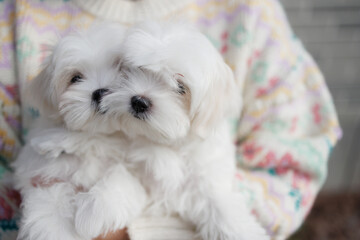 Cute puppies of the Maltipoo breed are resting in the arms of a girl on beautiful home. Beloved pet in the natural atmosphere.
