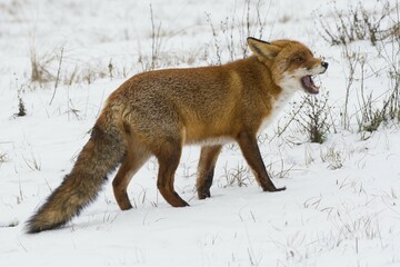 Fototapeta premium Red fox (Vulpes vulpes) in the snow, open mouth, North Holland, Netherlands