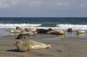 Grey seals (Halichoerus grypus) lying on beach, Heligoland, Schleswig-Holstein, Germany, Europe © Richard Dorn/imageBROKER