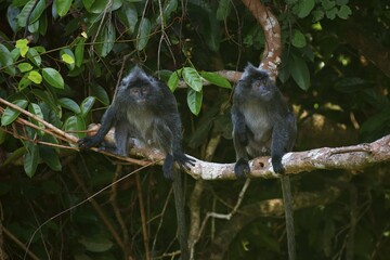 Silvery lutungs (Trachypithecus cristatus), males sitting on tree branch, Permai Rainforest, Santubong, Sarawak, Borneo, Malaysia, Asia