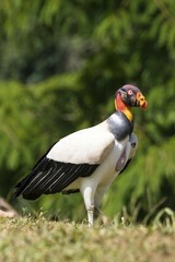 King vulture (Sarcoramphus papa), Costa Rica, Central America