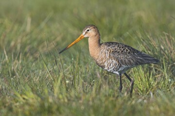 Black-tailed godwit (Limosa limosa) walking in meadow, Emsland, Lower Saxony, Germany, Europe
