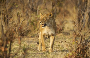 Lion (Panthera leo), female, Savuti, Chobe National Park, Botswana, Africa