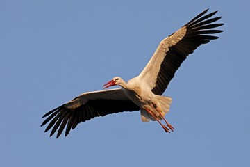 White stork (Ciconia ciconia) flies, Germany, Europe