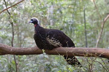 Black-Fronted Piping-Guan (Pipile Yacutinga) sitting on a branch, Iguazu National Park, Parana State, Brazil, South America