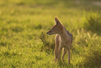 Black-backed Jackal (Canis mesomelas), standing in grassland, Kalahari Desert, Kgalagadi Transfrontier Park, South Africa, Africa