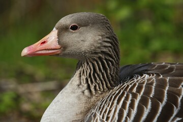 Greylag Goose (Anser anser), Portrait, Schleswig-Holstein, Germany, Europe