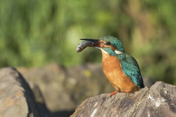 Male Kingfisher (Alcedo atthis) on stone with fish for mating feeding, morning light, Hesse, Germany, Europe