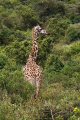 Giraffe (Giraffa camelopardalis) in dense bushland, Arusha National Park, Tanzania, Africa