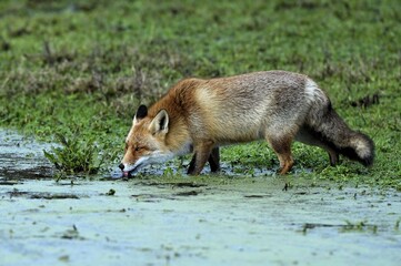 Drinking Red fox (Vulpes vulpes), Waterleidingduinen, North Holland, Netherlands