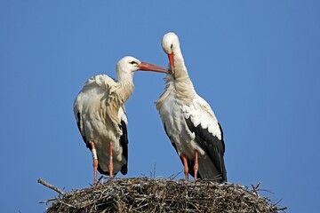 Two White storks (Ciconia ciconia), pair of animals, standing on their nest, Germany, Europe