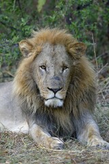 Lion (Panthera leo), male lies in bushes, animal portrait, Khwai region, North-West District, Okavango Delta, Botswana, Africa