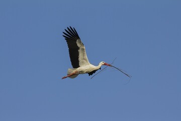 White Stork (Ciconia ciconia), in flight, Münsterland, North Rhine-Westphalia, Germany, Europe
