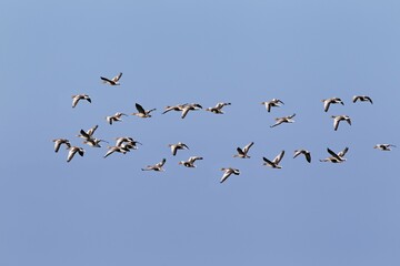 Flying greylag geese (Anser anser), bird migration, fall migration, Western Pomerania Lagoon Area National Park, Mecklenburg-Western Pomerania, Germany, Europe