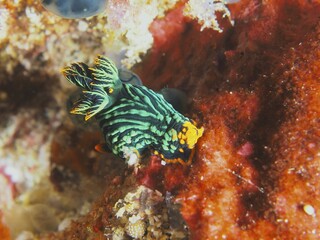 Green striped sea snail, variable neon star snail (Nembrotha kubaryana), on bright red background, dive site SD, Nusa Ceningan, Nusa Penida, Bali, Indonesia, Asia