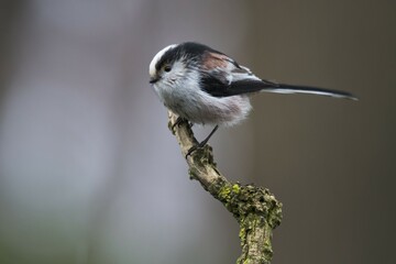 Long-tailed tit (Aegithalos caudatus), sitting on a branch, Emsland, Lower Saxony, Germany, Europe