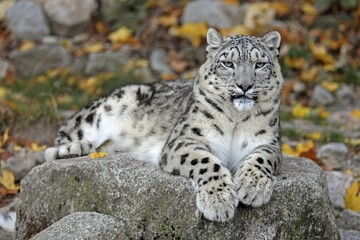 Snow leopard (Panthera uncia), lying on rocks, captive, Germany, Europe