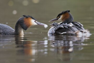 Great crested grebes (Podiceps cristatus), animal family in the water, young animal sits in the feathers and gets fed , Emsland, Lower Saxony, Germany, Europe
