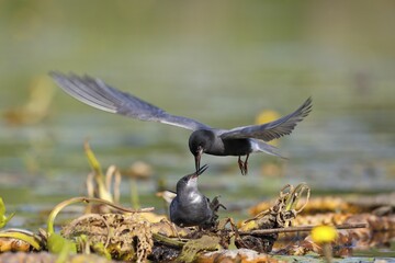 Black tern (Chlidonias niger), courtship feeding, male presents female a fish in her nest, Nature Park Peental, Mecklenburg-Western Pomerania, Germany, Europe